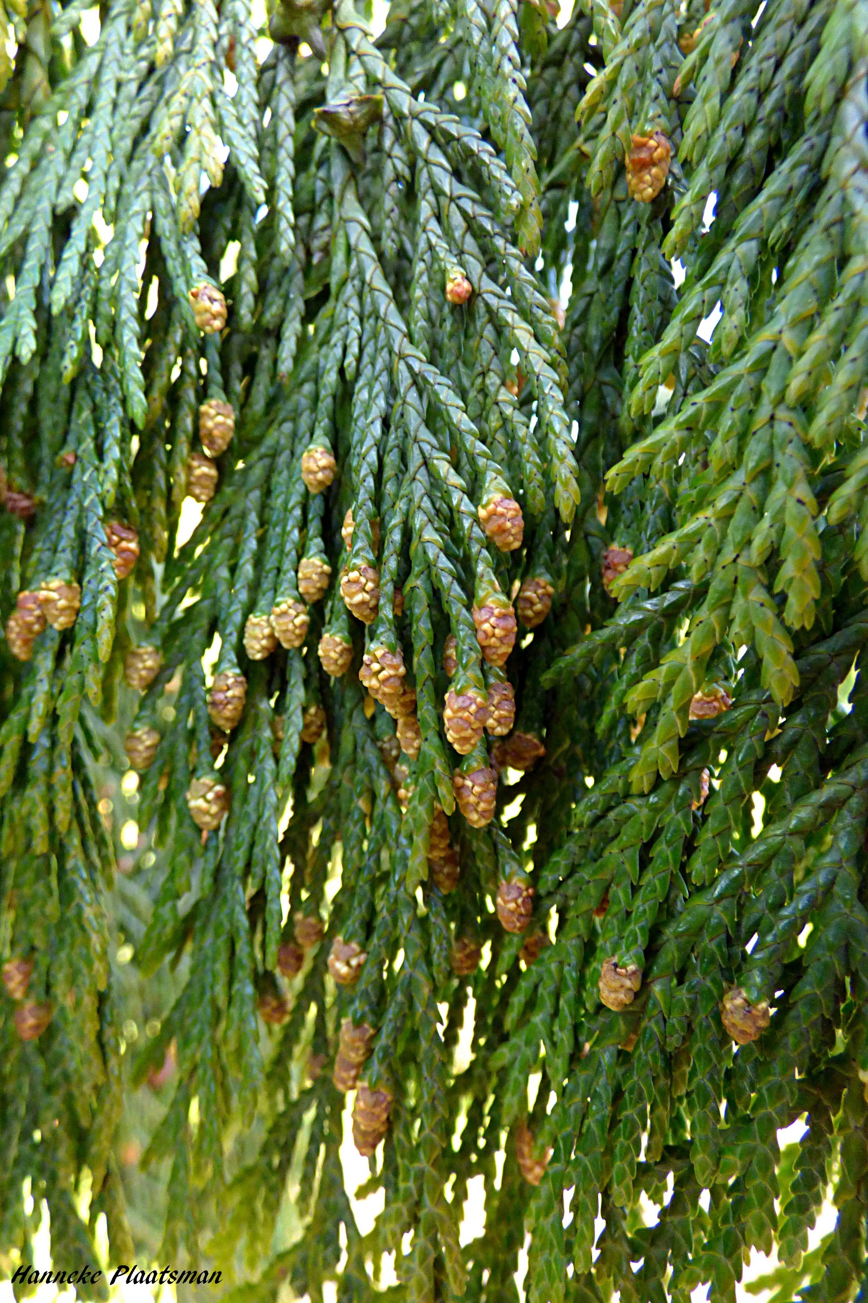 De bloeiwijze van de vorige cipres